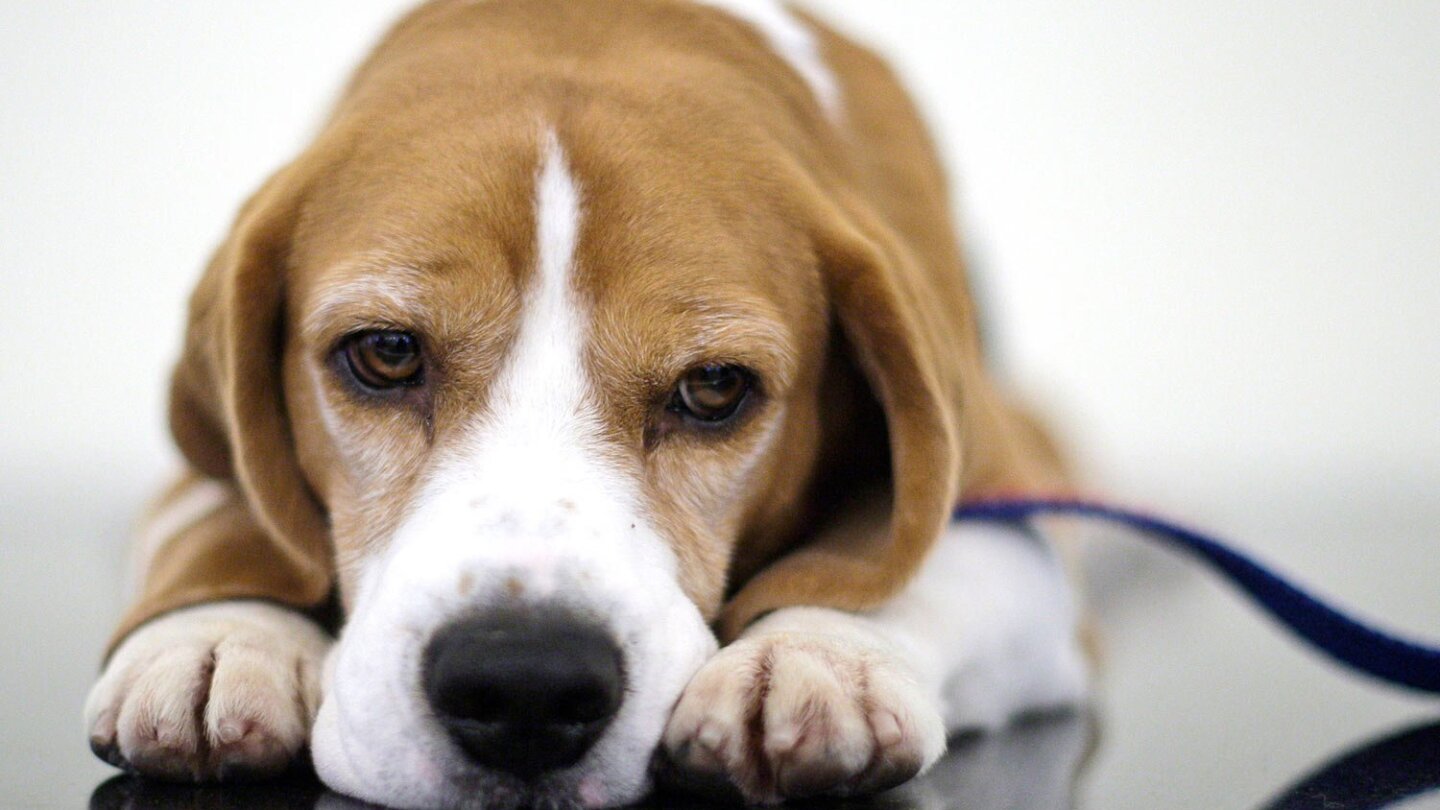 Westminster beagle outlet